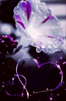 a purple flower with water drops on it is surrounded by two purple hearts .