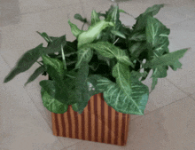 a plant in a striped box on the floor