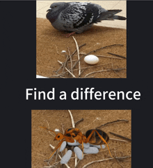 a picture of a pigeon and an ant with the words find a difference on the bottom