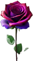 a purple rose with a green stem and leaves on a white background