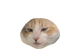 a cat 's face is cut out of a white background