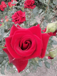 a close up of a red rose with green leaves