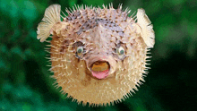 a close up of a puffer fish 's face with its mouth open