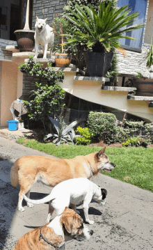 three dogs are standing in front of a house with potted plants