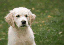 a small white puppy with brown ears is looking at the camera