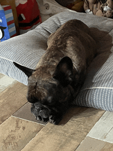 a dog is laying on a striped pillow on a wood floor