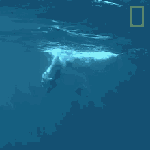 a picture of a polar bear in the ocean with a yellow border