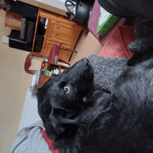 a black dog laying on a couch with a green box on the table