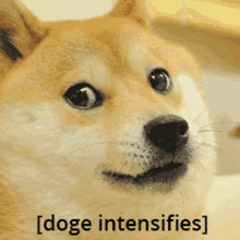 a close up of a dog with the words [ doge intensifies ] written below it