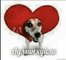 a dog wearing a red heart shaped hat with russian writing on it .