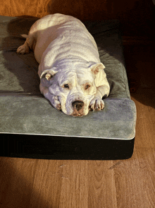 a white dog is laying on a gray mattress