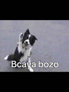 a black and white dog with the words bcaya bozo written on the bottom