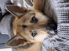 a german shepherd dog laying on a bed with a gray blanket