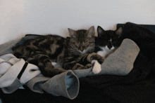 two cats laying on top of a pile of sweaters