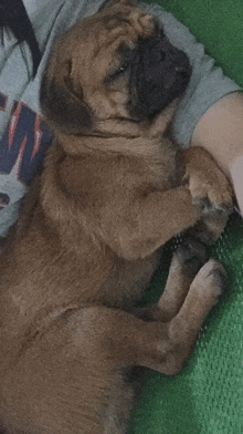 a puppy is sleeping on someone 's lap and the puppy is wearing a shirt that says w on it