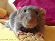 a close up of a rat eating a cookie on a table .