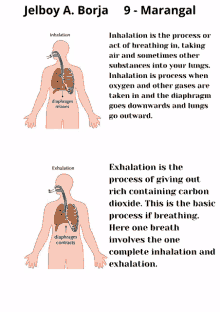 a diagram of inhalation and exhalation with the words jelboy a. borja 9 - marangal at the top