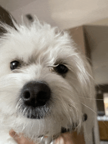 a close up of a small white dog 's face