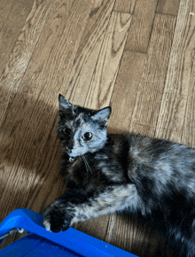 a calico cat is laying on a wooden floor next to a blue box