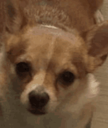 a close up of a dog 's face with a bandage on its head .