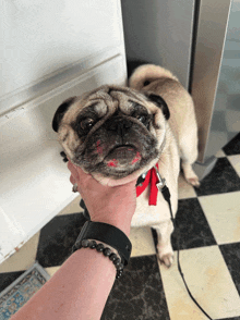 a pug with red lipstick on its face