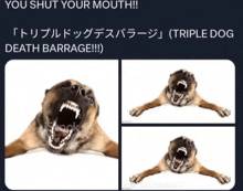 a picture of a dog with its mouth open and the words " you shut your mouth "