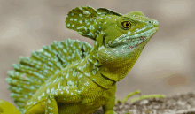 a green lizard with white spots on its skin