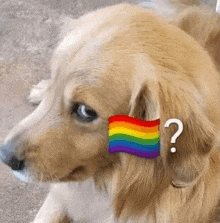 a dog with a rainbow flag on his ear and a question mark .