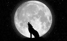 a black and white photo of a wolf howling at a full moon .