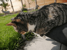 a cat laying on a person 's lap looking at grass