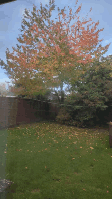 a tree with red leaves is in the backyard