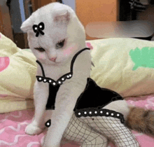 a white cat wearing fishnet stockings and a bow in its hair