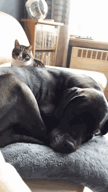 a dog and a cat laying on a couch