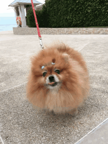 a pomeranian dog on a leash with a blue ribbon on its forehead