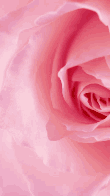 a close up of a pink rose with the petals visible