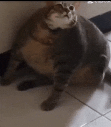 a cat is sitting on a tile floor and looking up