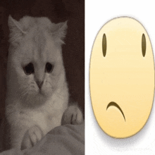 a picture of a sad cat next to a picture of a sad smiley face