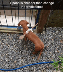 a dachshund wearing a spoon around its neck is standing on gravel next to a blue hose