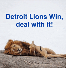 a lion laying on a rock with the words " detroit lions win deal with it "