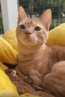 a cat laying on a yellow blanket with a tag that says l