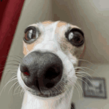 a close up of a dog 's nose with a red curtain behind it