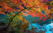 a tree with red and green leaves is reflected in a body of water