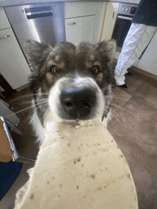 a dog holding a tortilla in its mouth