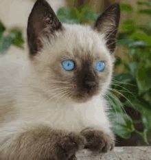 a siamese kitten with blue eyes is laying down on a table .