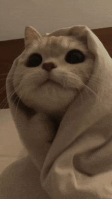 a cat is wrapped in a blanket and looking at the camera