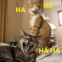 two cats are standing next to each other on a bed and one of them is yawning .