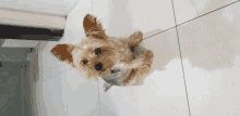 a small brown dog sitting on a tiled floor looking up