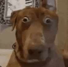 a brown dog is looking at the camera with a surprised look on his face .