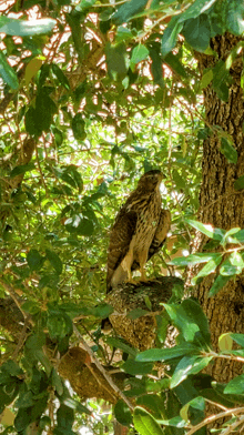 a bird perched on a tree branch surrounded by green leaves