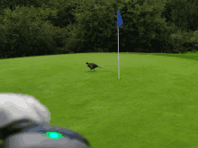 a green golf course with a bird on the green